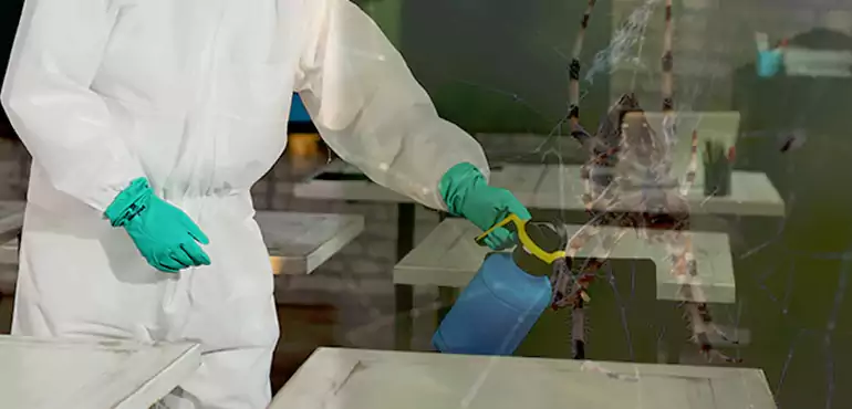 Why Buyers Still Want Homes With Pest Infestations in Corona, CA?